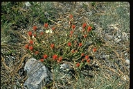 Castilleja miniata ssp. elata