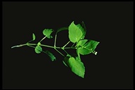 Circaea alpina ssp. pacifica