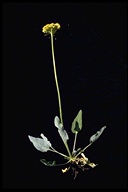 Arrow Leaf Eriogonum