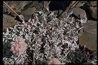 Eriogonum ovalifolium var. nivale