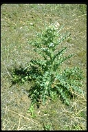 Cirsium cymosum