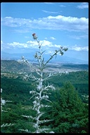 Cirsium pastoris
