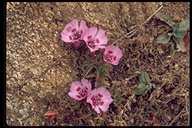 Clarkia amoena
