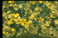 Asteraceae sp.
