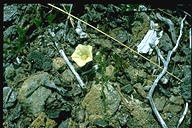 Calystegia occidentalis