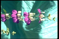 Collinsia heterophylla