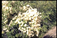 Clematis lasiantha