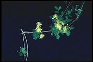 Clematis pauciflora