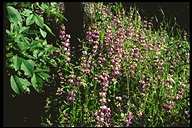 Collinsia grandiflora