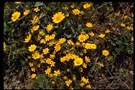 Lasthenia californica ssp. macrantha