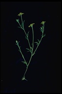 Lasthenia platycarpha