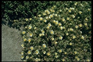 Mesembryanthemum nodiflorum