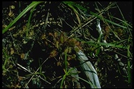 Drosera rotundifolia