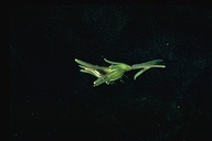 Cordylanthus pilosus