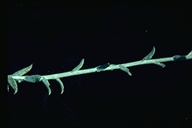 Corethrogyne filaginifolia