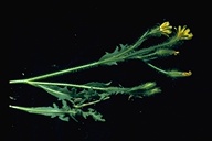 Crepis monticola