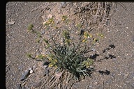 Mojave Popcorn Flower