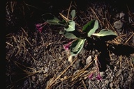 Cycladenia humilis