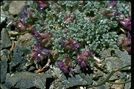 Astragalus purshii var. tinctus