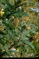 Astragalus pycnostachyus
