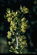 Cercocarpus ledifolius