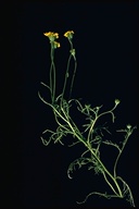 Chaenactis glabriuscula var. megacephala