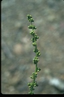 Chenopodium californicum