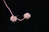 Chorizanthe membranacea