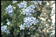 Eriastrum densifolium ssp. mohavense