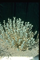 Eriastrum eremicum ssp. eremicum