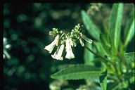 Eriodictyon californicum