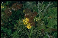 Berberis pinnata ssp. pinnata