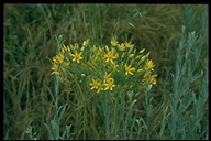 Bloomeria crocea
