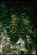 Kopsiopsis strobilacea