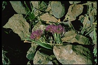 Allium platycaule