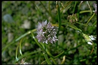 Allium sp.