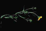 Layia glandulosa ssp. lutea