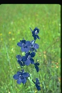 Delphinium variegatum