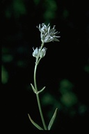 Frasera albicaulis
