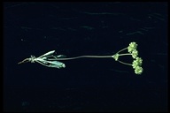 Eriogonum strictum var. proliferum