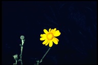 Common Woollysunflower