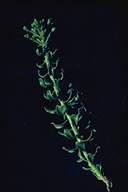 Ericameria cuneata