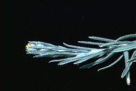 Pseudognaphalium stramineum