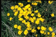 Grindelia stricta var. angustifolia