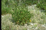 Grindelia stricta var. angustifolia