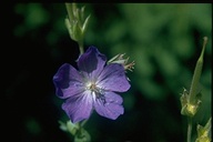 Oregon Geranium