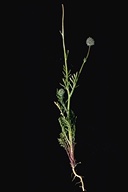 Gilia capitata ssp. abrotanifolia