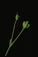 Gilia millefoliata