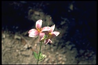 Lilium rubescens