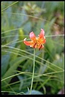 Lilium pardalinum ssp. vollmeri